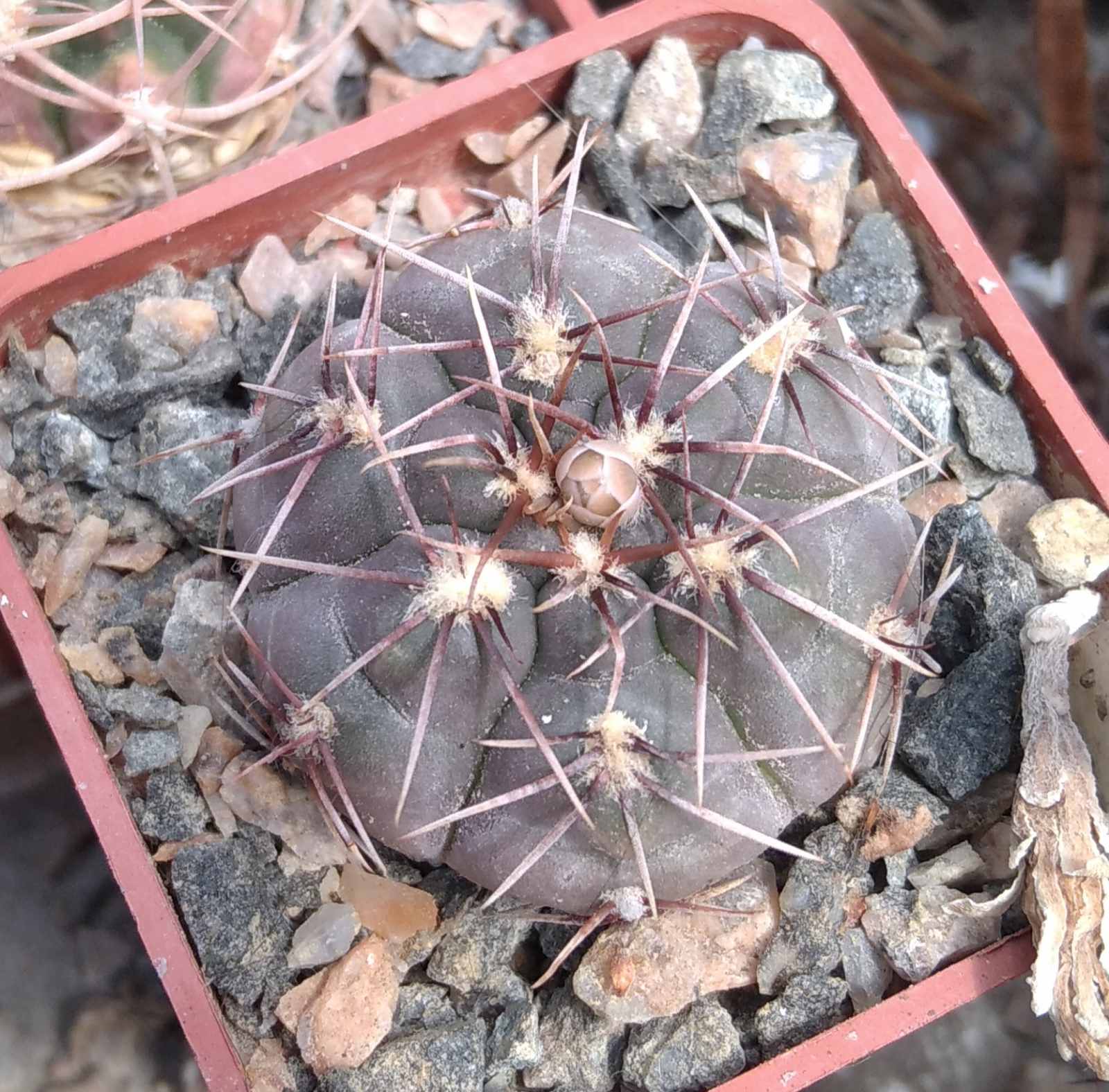 Gymnocalycium gaponii v. nova RER289 -cube-5cm-