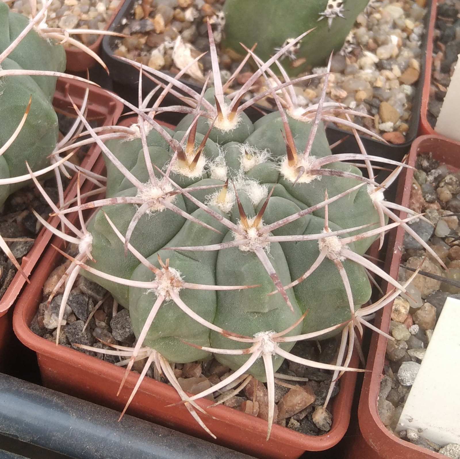 Gymnocalycium ferox -cube-7cm-