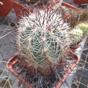 Thelocactus lausseri -MG- cube-6cm-