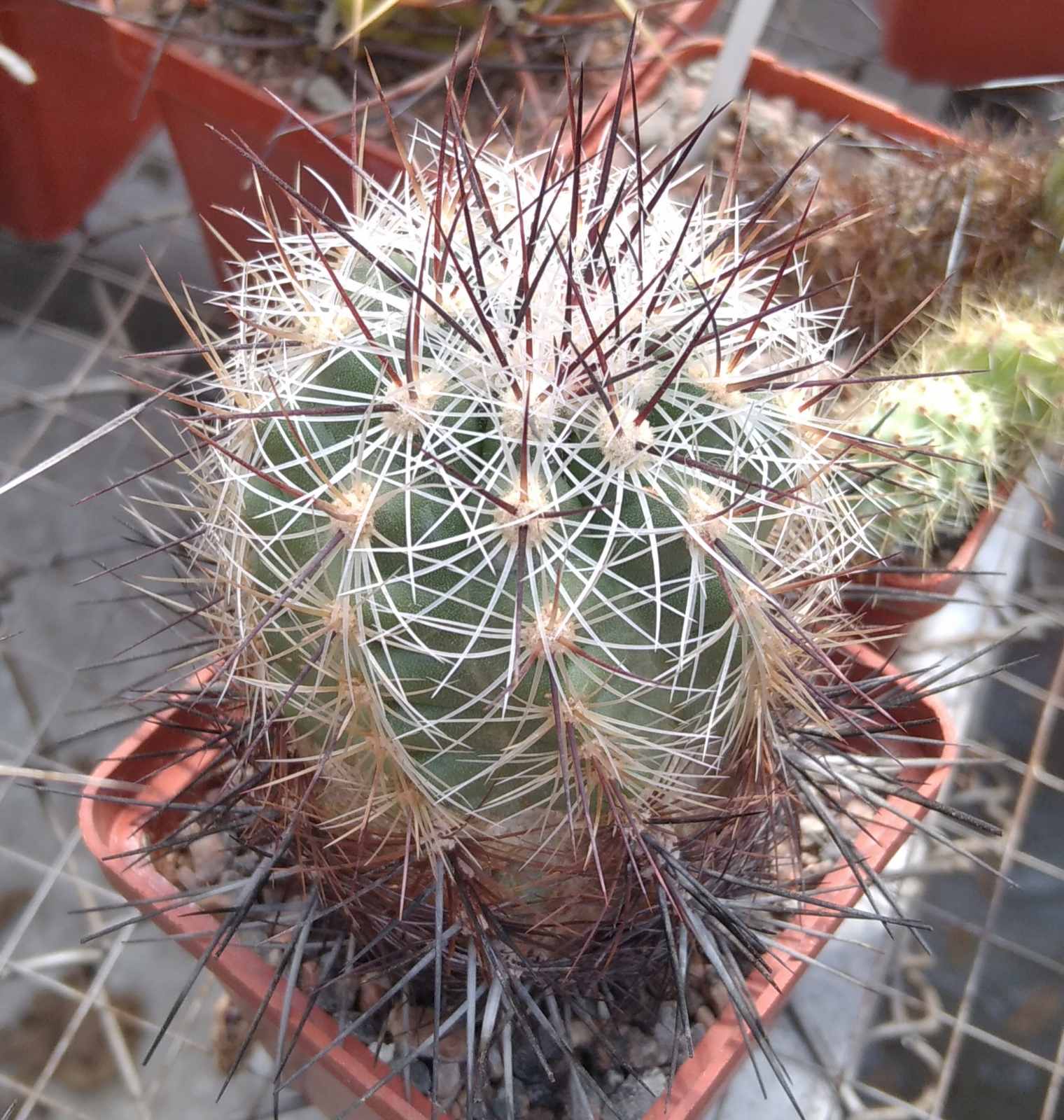 Thelocactus lausseri -MG- cube-6cm-