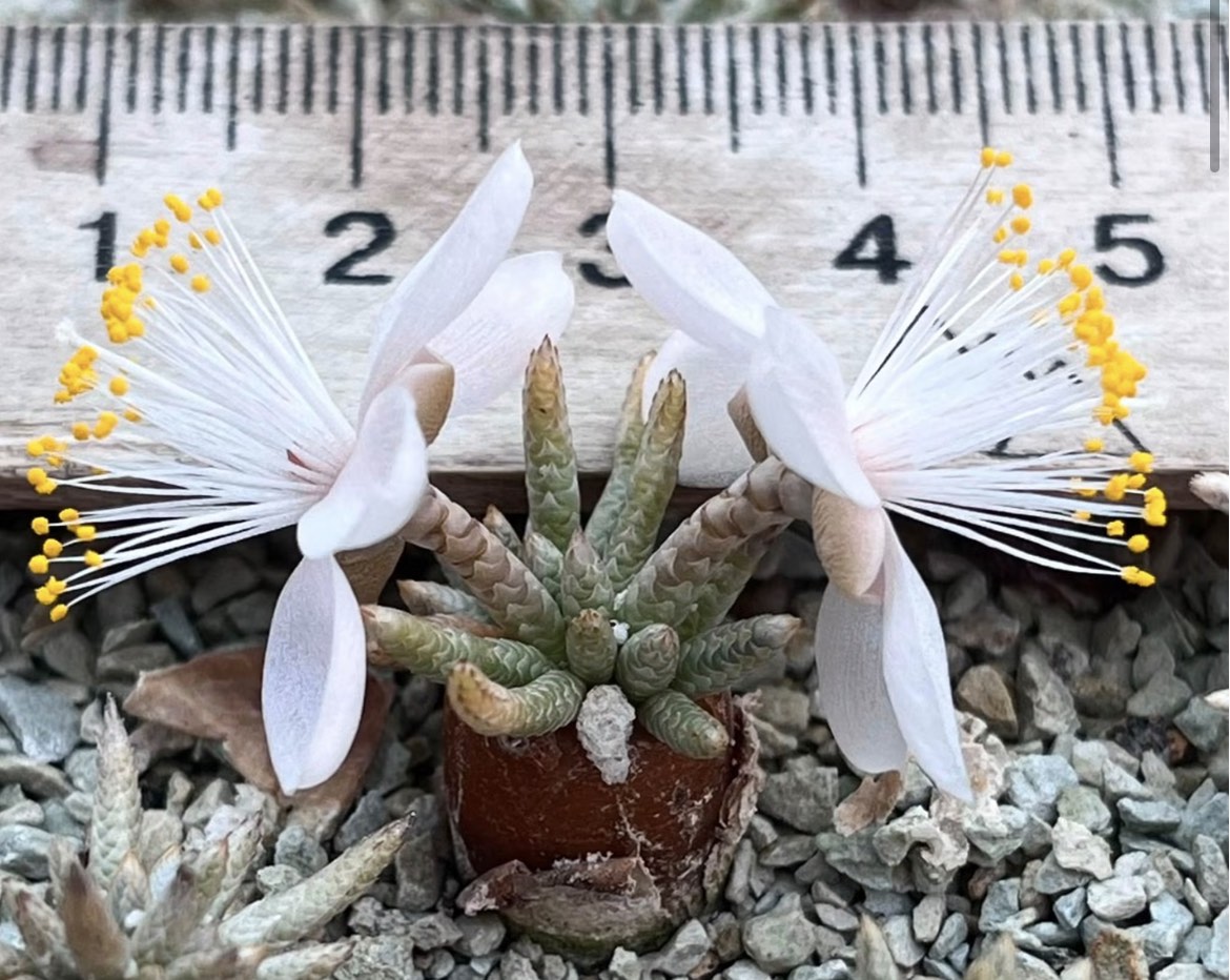 anacampseros alstonii