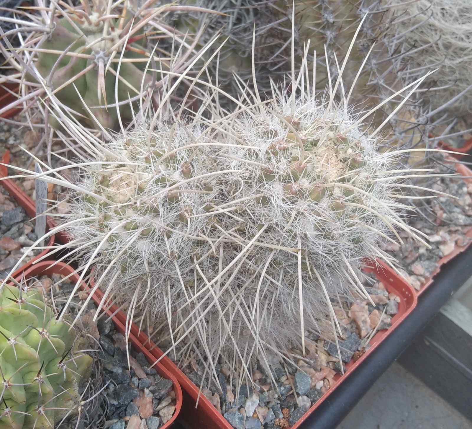 Mammillaria nejapensis v. longispina -cube-8cm-двійня  -колекційна рослина-