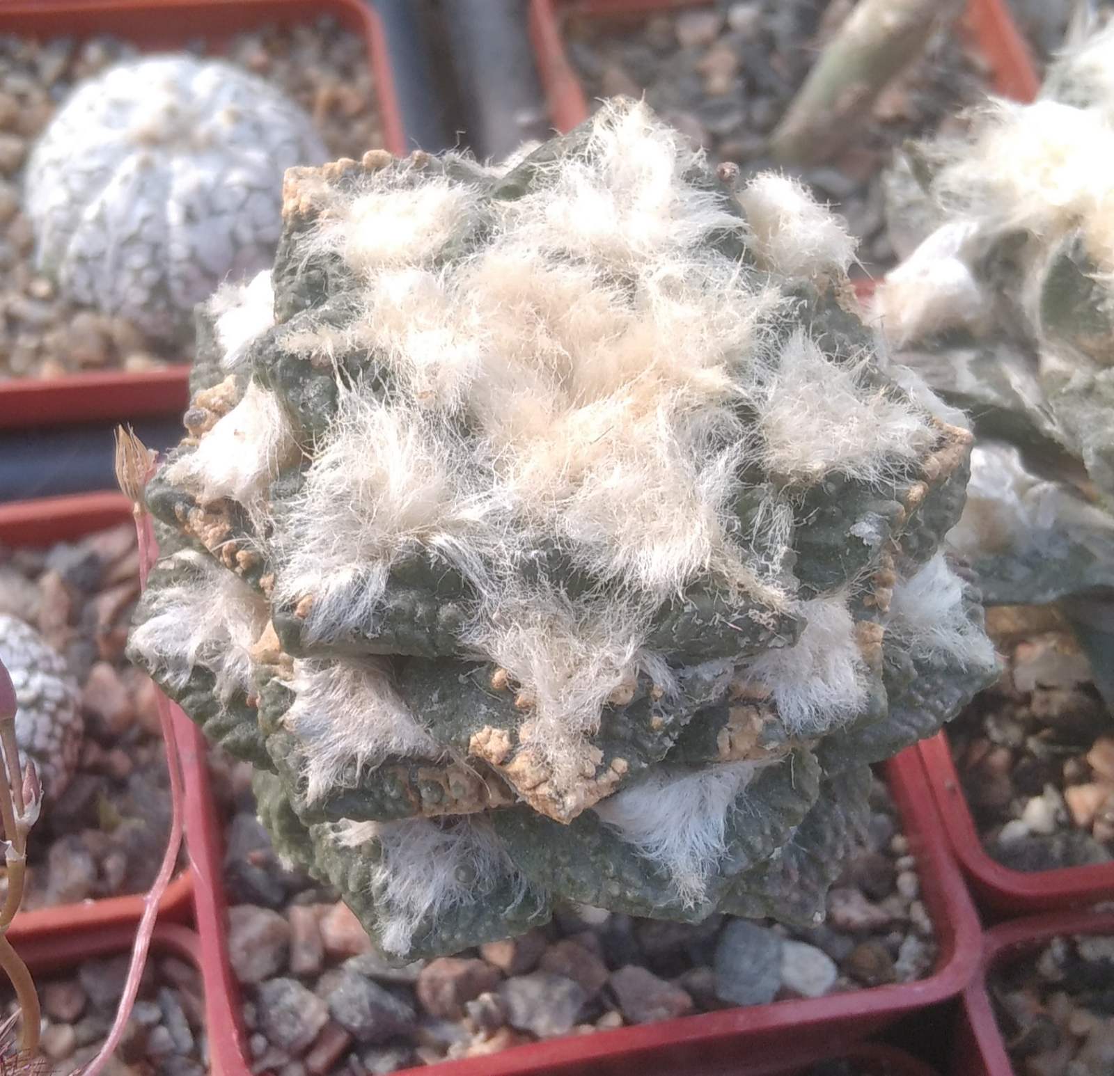 Ariocarpus cv."Godzilla" -cube-7cm- щепа на потужний юсберт-