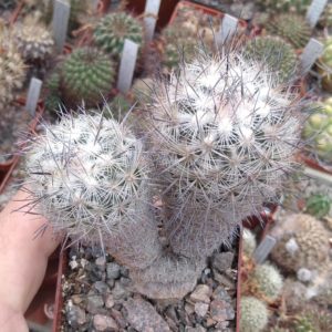 Echinomastus dasiacanthus SB53 -cube-8cm-рідкість-