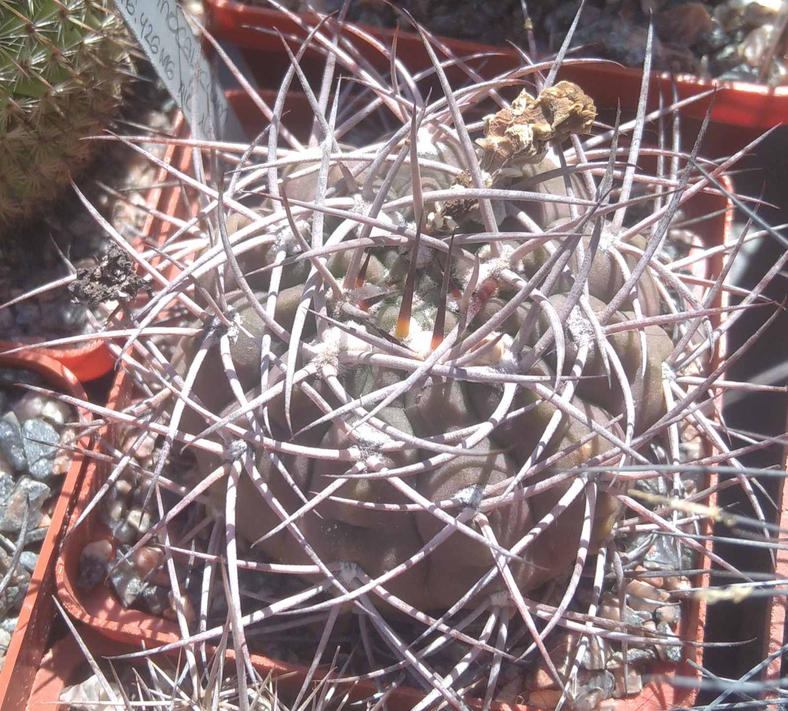 Gymnocalycium nidulans L487 -cube-7cm-