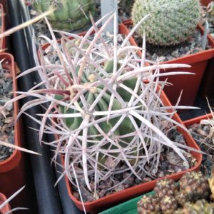 Echinomastus polycephalus - прихована підщепа- сube-7cm-