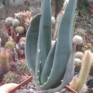 Aloe esculentha ISI 1634 -Mesa Garden- cube-7cm-сіянець!-