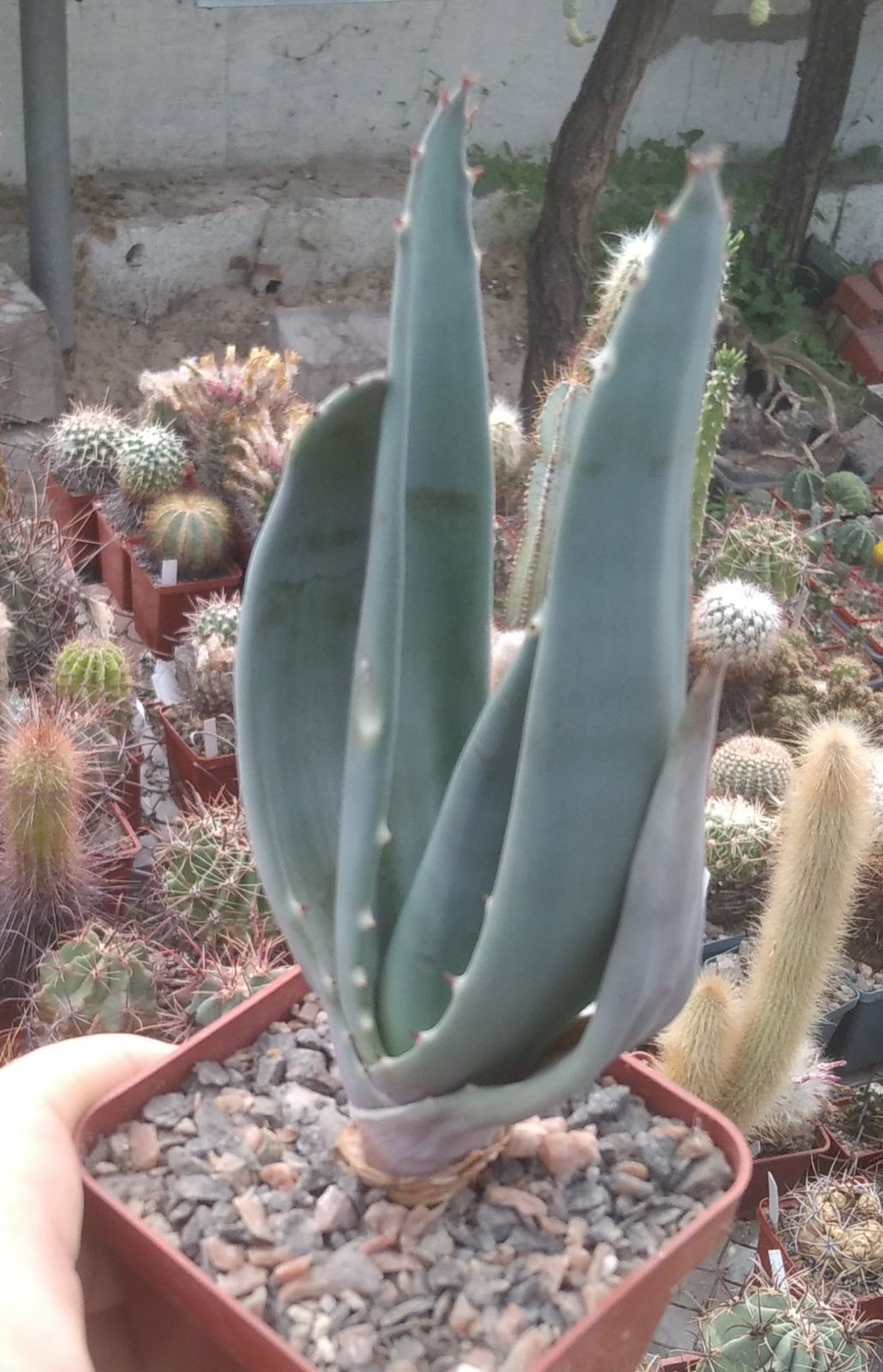 Aloe esculentha ISI 1634 -Mesa Garden- cube-7cm-сіянець!-