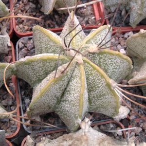 Astrophytum capricorne "Weisse Stachel" -cube-6cm-
