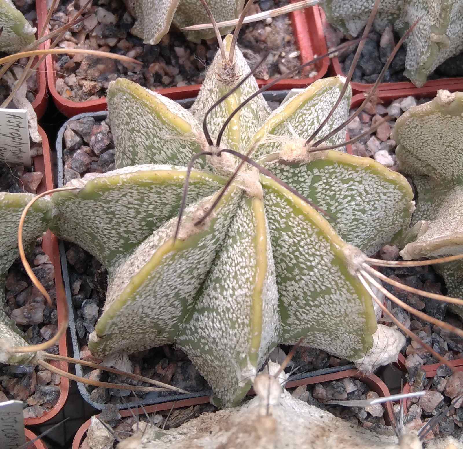 Astrophytum capricorne "Weisse Stachel" -cube-6cm-