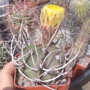 Astrophytum niveum v. nudum -Panarotto-cube-7cm-