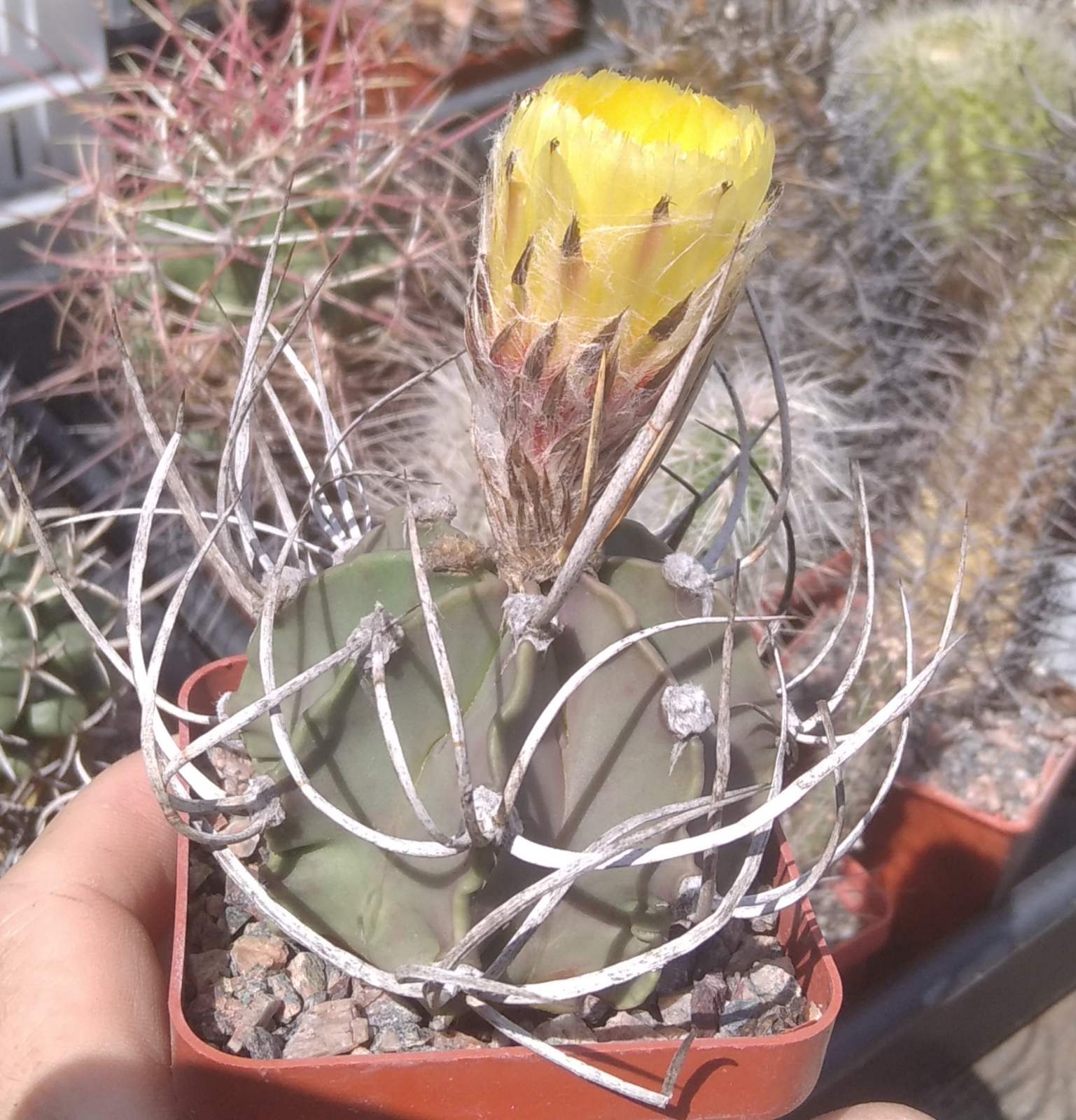 Astrophytum niveum v. nudum -Panarotto-cube-7cm-