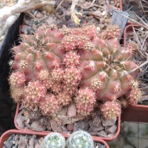 Gymnocalycium anisitsii v. multiproliferum HV557 -MG -cube-6cm-сіянець!-