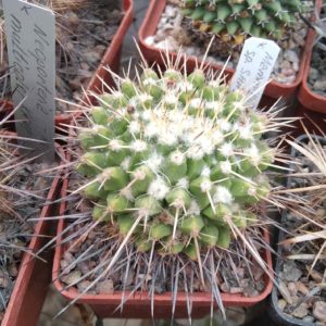 Mammillaris spec. SHA275 -cube-6cm-