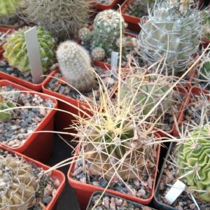 Ferocactus davisii -cube-6cm- super spines-