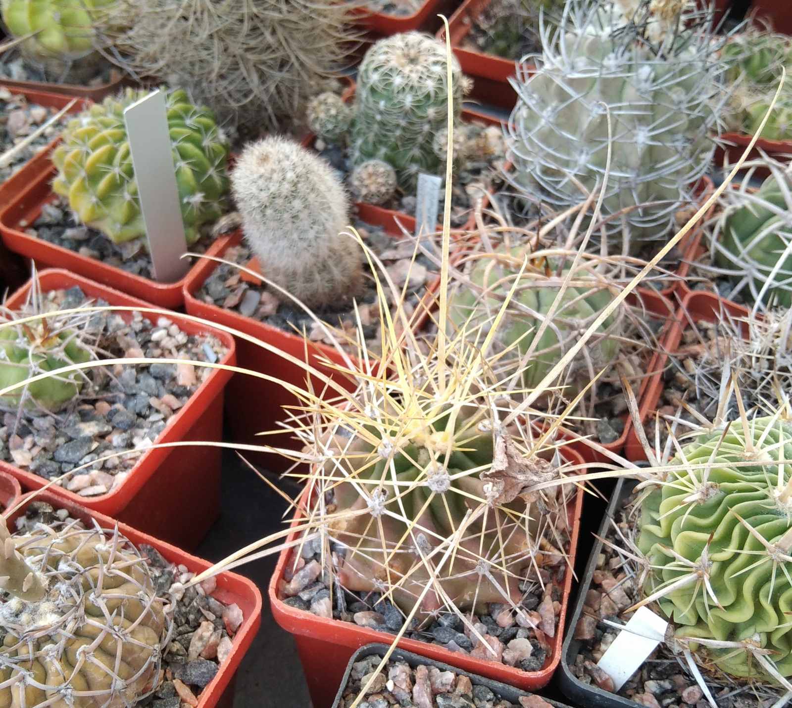Ferocactus davisii -cube-6cm- super spines-