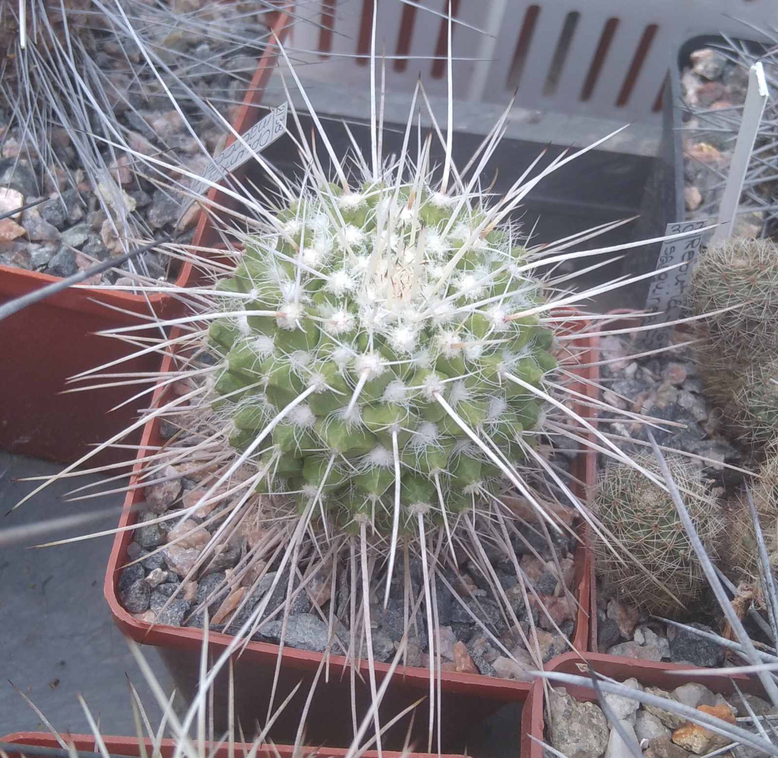Mammillaria nejapensis v. longispina -cube-8cm-