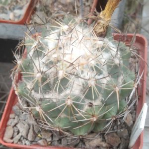 Coryphantha cornifera -cube-9cm- крупна багаторічна  рослина-