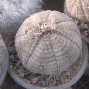 Euphorbia obesa  -горщик -5.5 cm-   (cіянець)