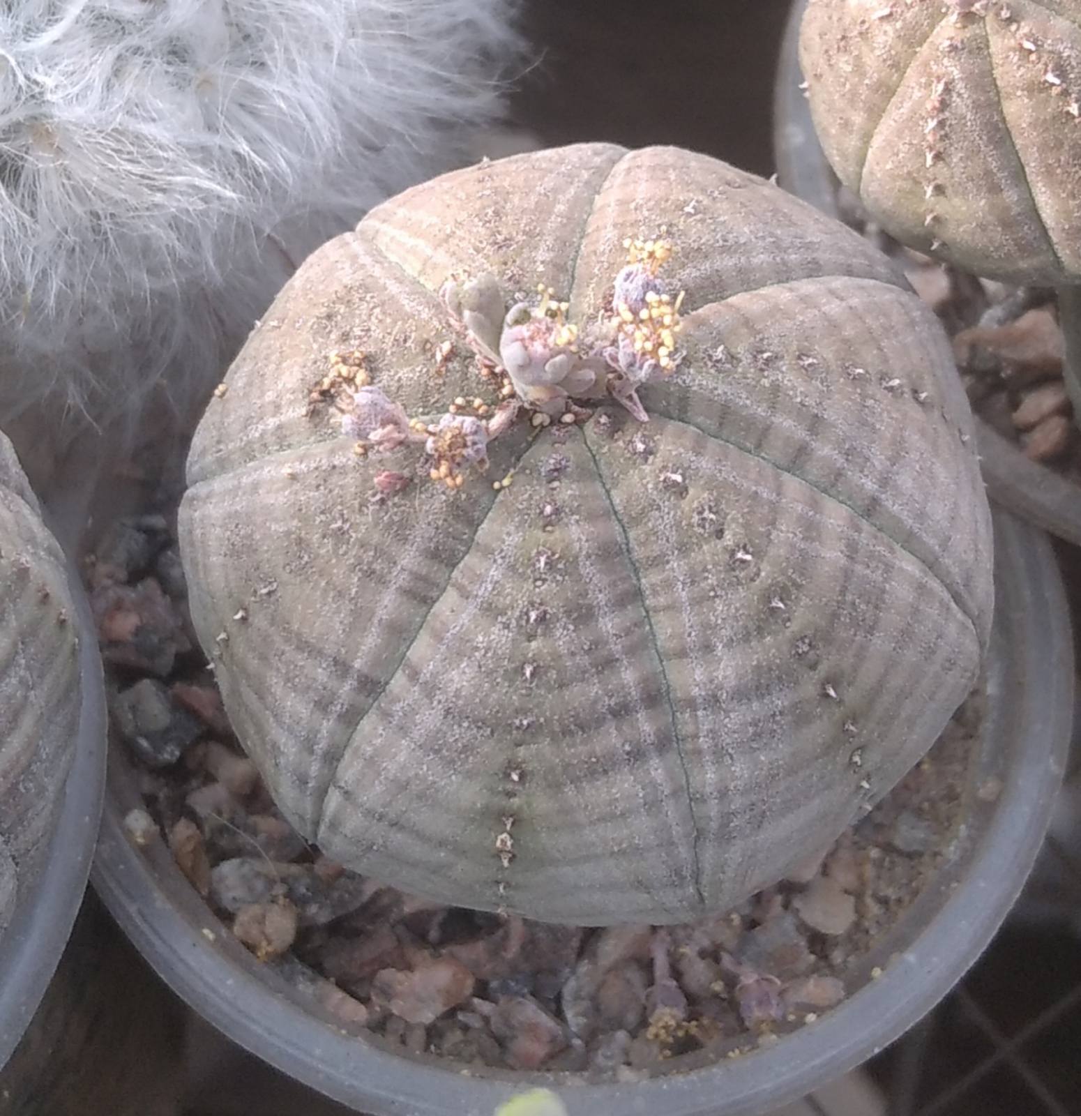 Euphorbia obesa  -горщик -5.5 cm-   (cіянець)
