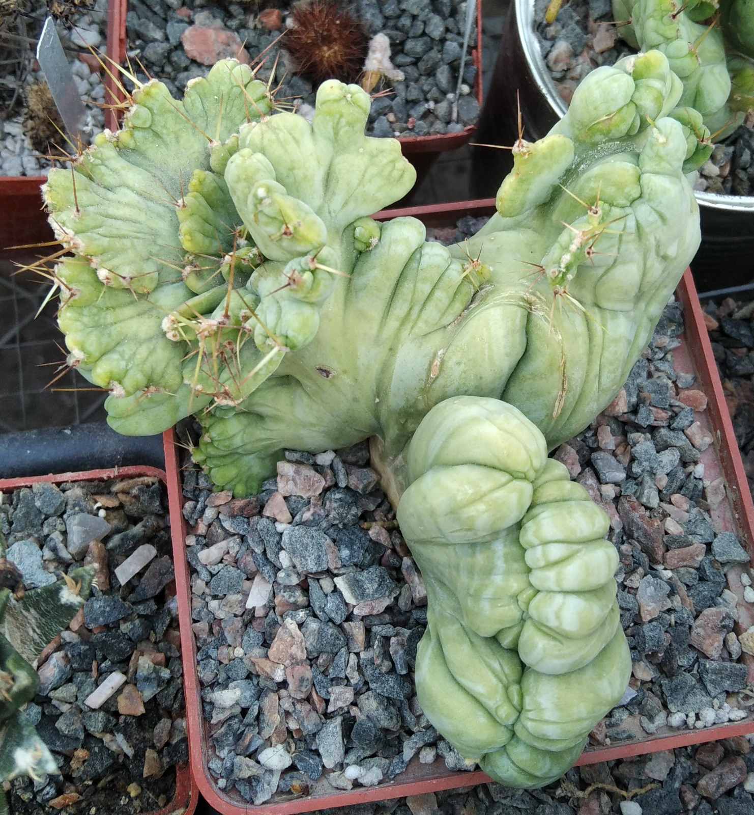 Trichocereus bridgesii f. monstrosa -cube-9cm-