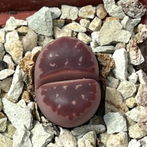 lithops red olive