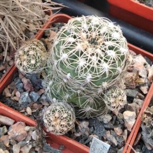 Gymnocalycium bruchii -cube-6cm- miniature- біля 10 років-