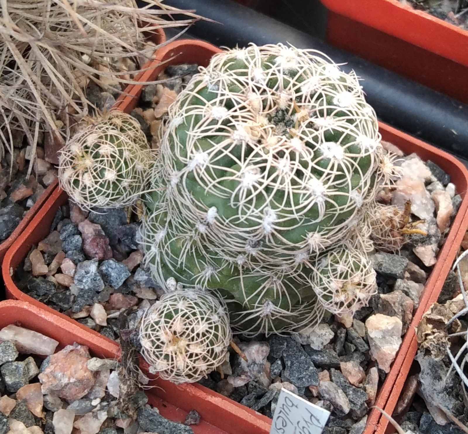 Gymnocalycium bruchii -cube-6cm- miniature- біля 10 років-