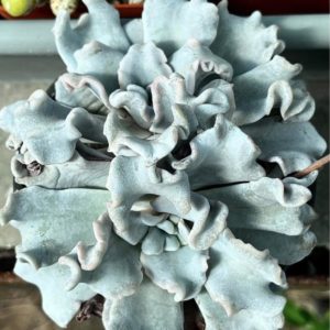 echeveria crispate beauty
