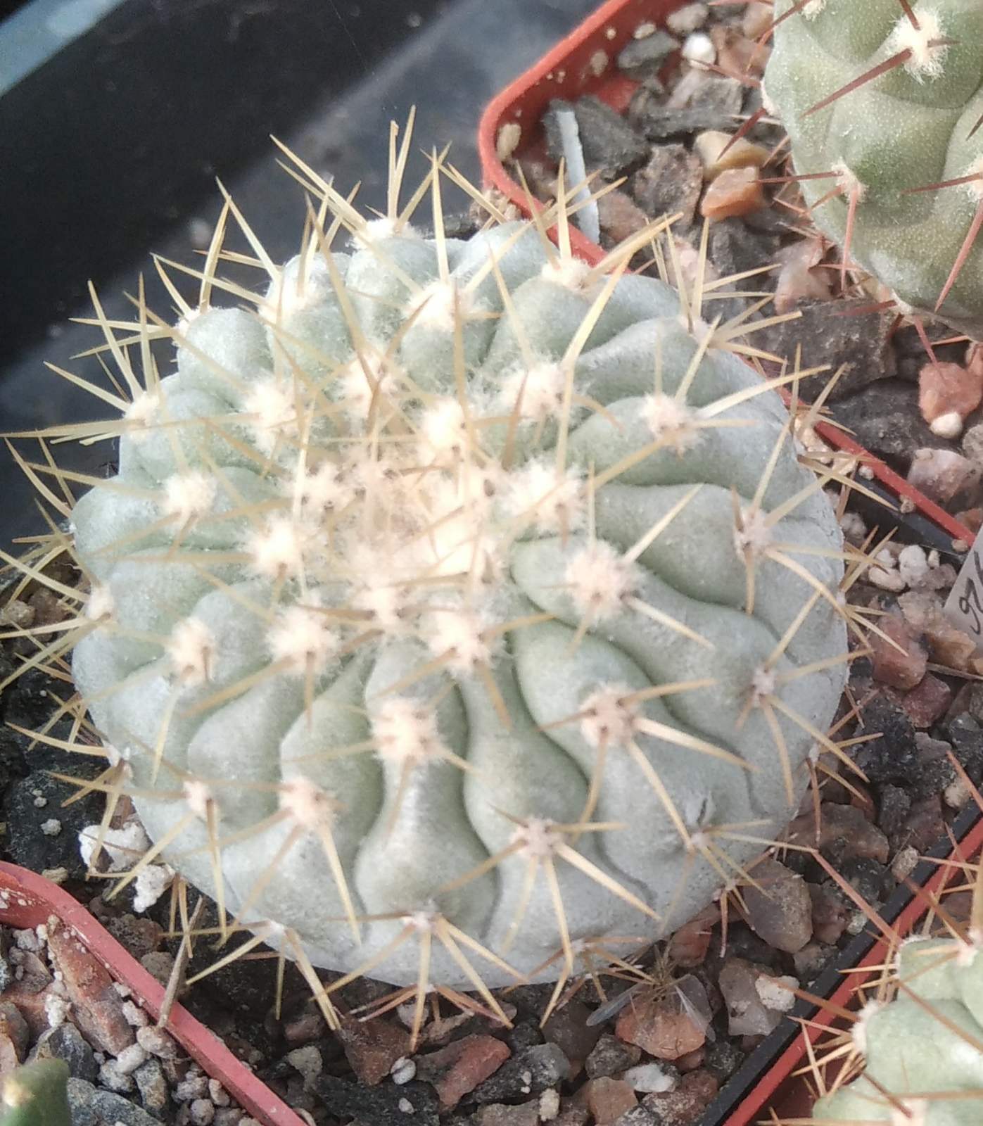 Copiapoa cinerea v. columna-alba JN1926 -cube-6cm- прихована підщепа-