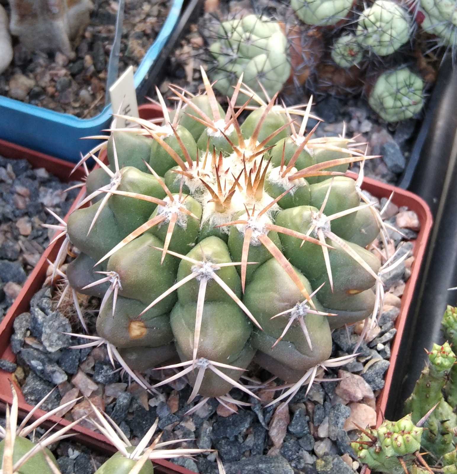 Discocactus nigrisaetosus HU 448 -cube-7cm-прихована підщепа-