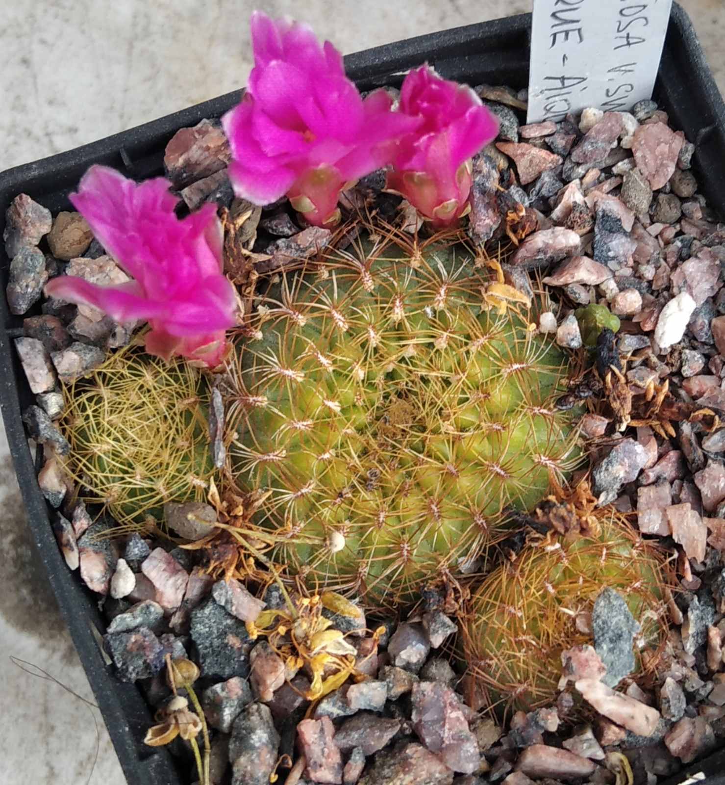 Sulcorebutia mentosa HS27 -Misque- cube-7cm-