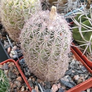 Echinomastus dasiacanthus SB48- cube-6cm- своє коріння-