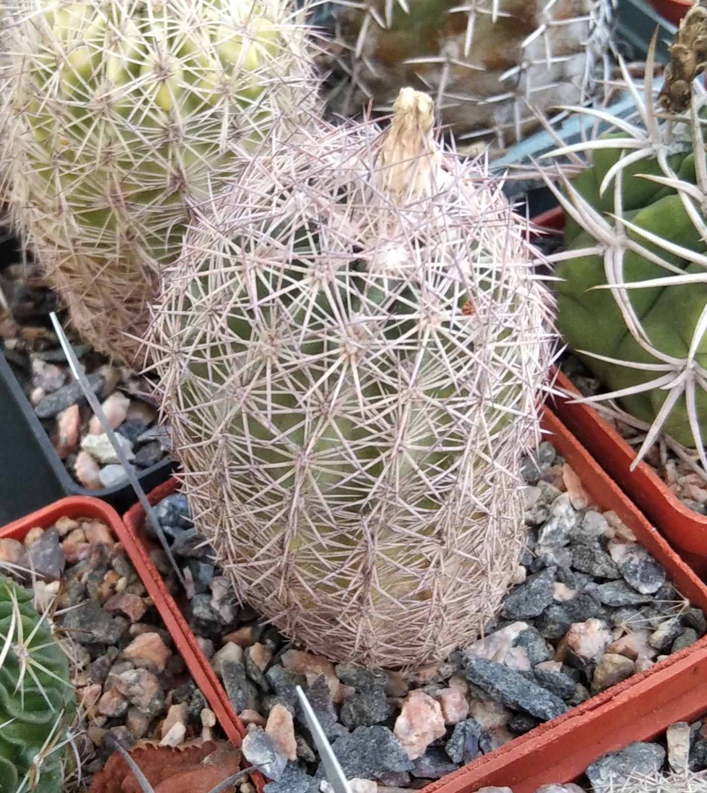Echinomastus dasiacanthus SB48- cube-6cm- своє коріння-