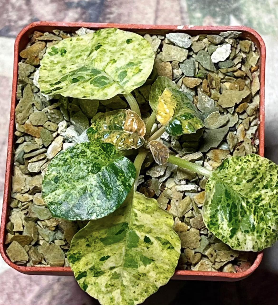 dorstenia foetida variegata