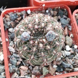 Gymnocalycium mesopotamicum -Argentina- cube-5cm-