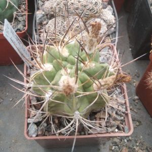 Neoporteria aff. crispa -cube-7cm-