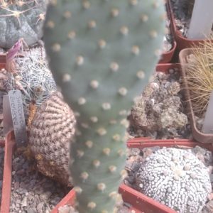 Opuntia spec. -nice blue form-пагони-