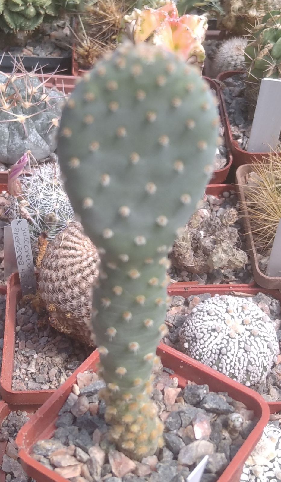 Opuntia spec. -nice blue form-пагони-