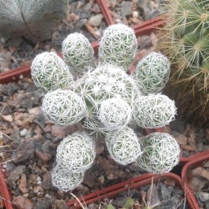 Mammillaria gracilis -cube-6cm-