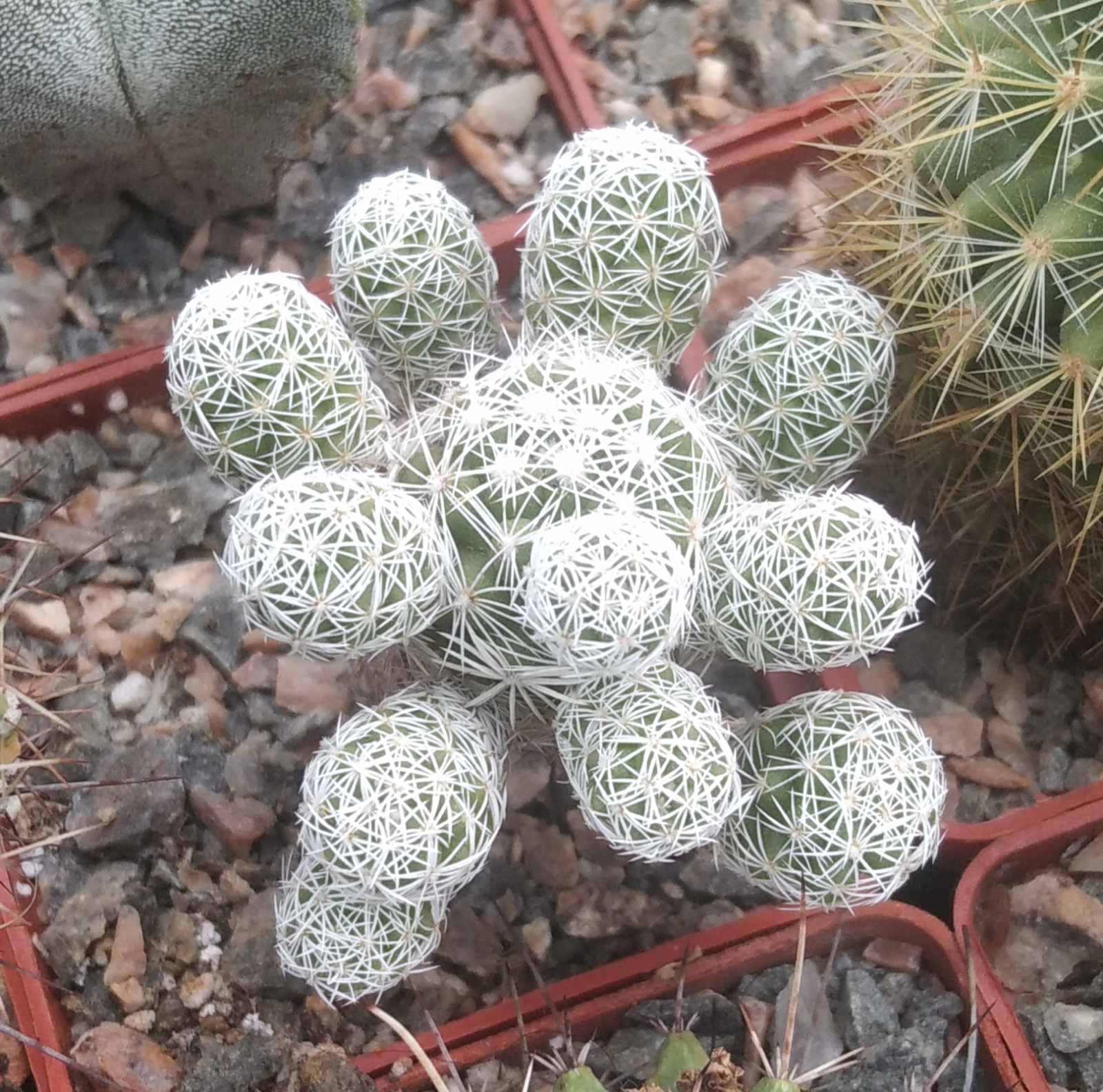 Mammillaria gracilis -cube-6cm-