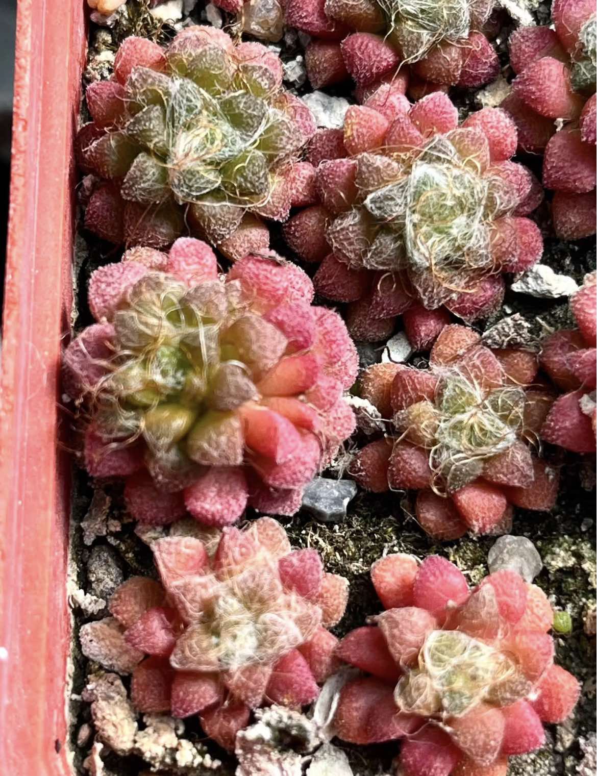 anacampseros baeseckei