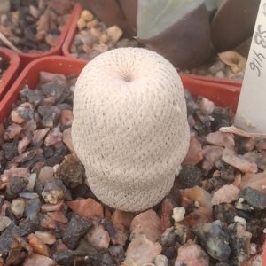 Epithelantha bokei SB416 -cube-6cm- rare miniature-