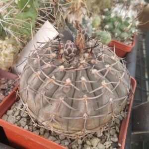Gymnocalycium bodenbenderianum -cube-8cm-біля 20років-