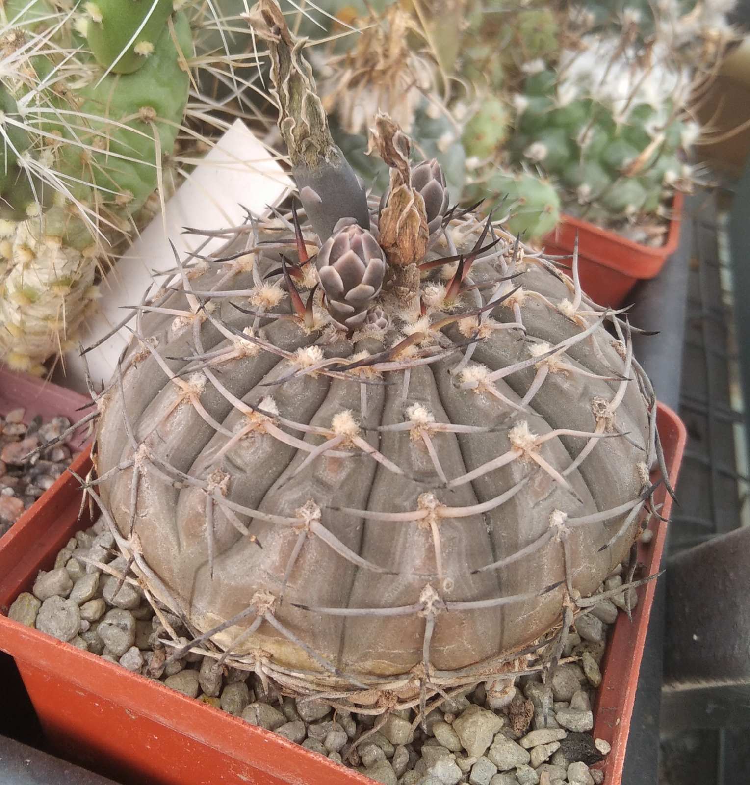 Gymnocalycium bodenbenderianum -cube-8cm-біля 20років-