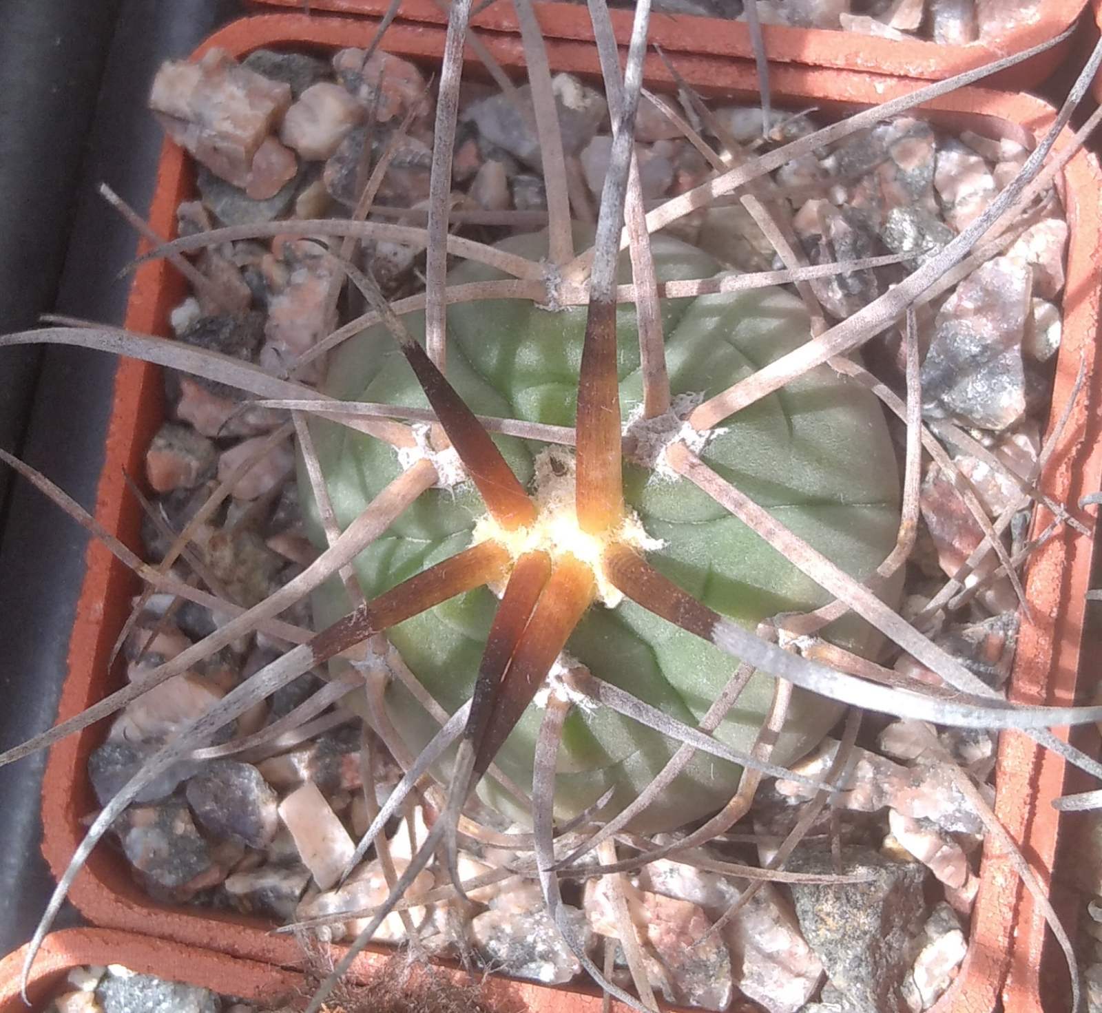 Gymn. cardenasianum v. longispinum -cube-5cm-відбірний!-
