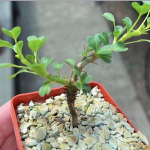 sarcocaulon vanderietiae