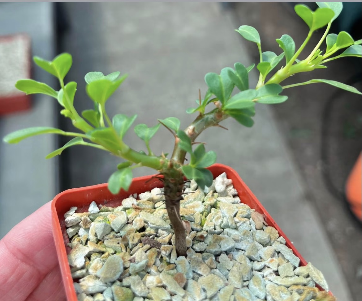 sarcocaulon vanderietiae
