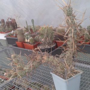 Tephrocactus art. v. papyracanthus -cube-9cm-колекційний-