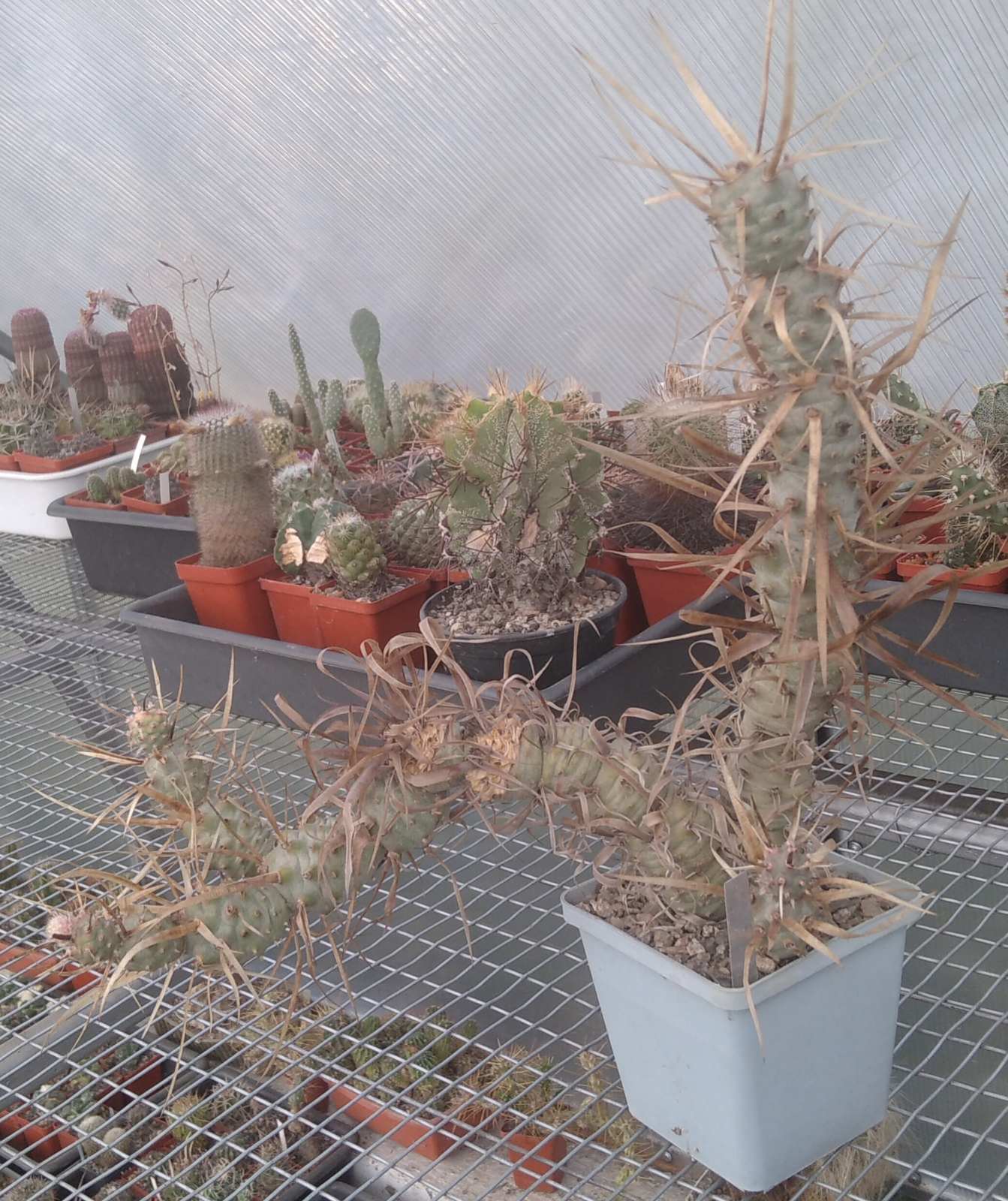 Tephrocactus art. v. papyracanthus -cube-9cm-колекційний-